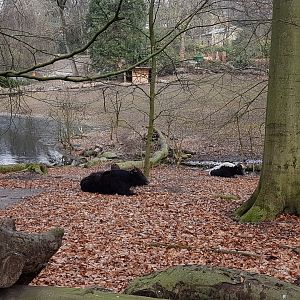 Yak enclosure