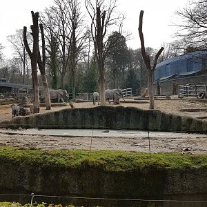 African elephant cow enclosure
