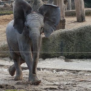 African elephant calf