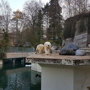Polar bear enclosure