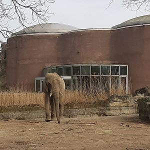 Elephant house