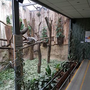 Koala house