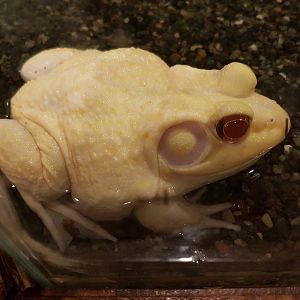 manila ocean park - Albino Bullfrog