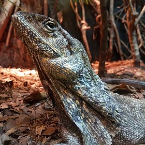 manila ocean park - Frilled Lizard