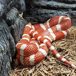manila ocean park - Tangerine Albino Honduran Milk Snake
