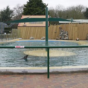Sealion Pool 2
