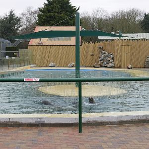 Sealion Pool 3