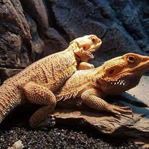 Manila Ocean Park - Bearded Dragon
