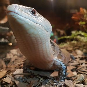 Manila Ocean Park - Blue-Tongued Skink Upclose