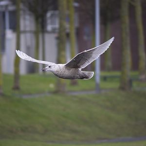 Iceland Gull
