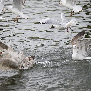 Iceland Gull
