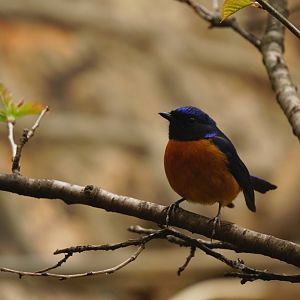 Rufous-bellied Niltava