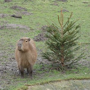 Capybara