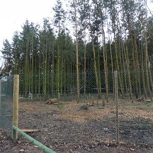 View of 'Lemur Forest' (New Lemur Walk-through)