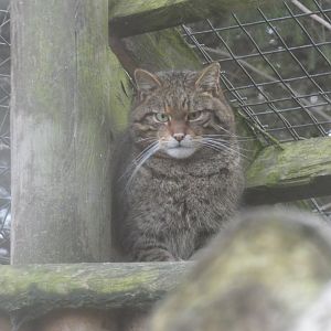 European Wildcat