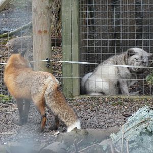 Arctic Fox and Red Fox