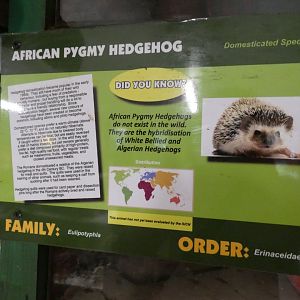 African Pygmy Hedgehog Signage