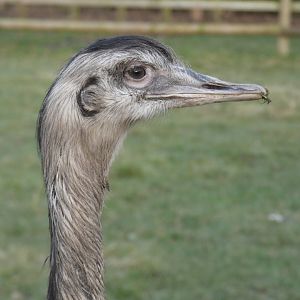 Greater Rhea