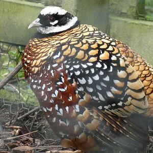 Reeve's Pheasant