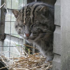 Fishing Cat