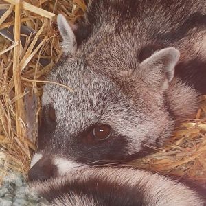 African Civet