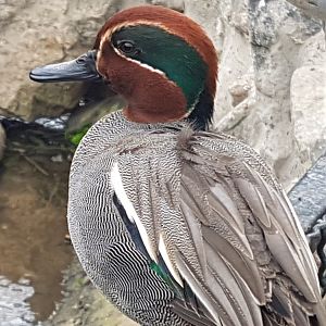 Green-winged teal