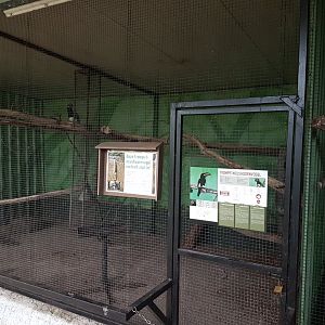 Aviary Trumpeter hornbill