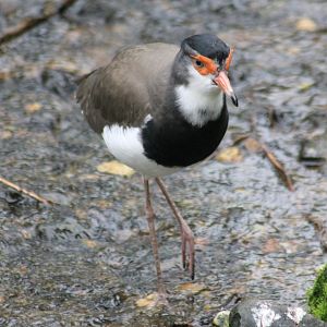 Hybrid Lapwing