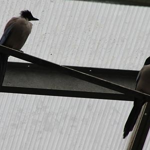 Azure-winged magpies