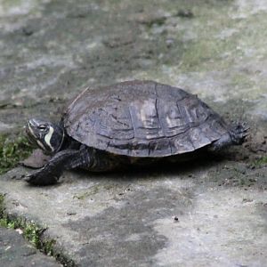 Turtle ID