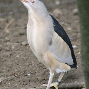Little bittern