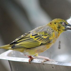 Village weaver