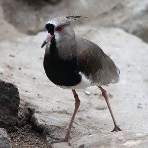 Southern lapwing