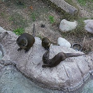 Spotted-necked Otter meets the Swamp Monkeys