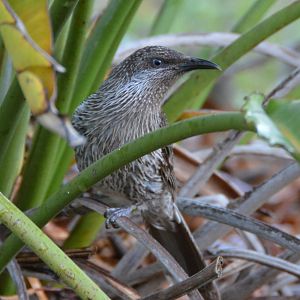 Little wattlebird