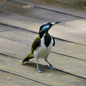 Blue-faced honeyeater