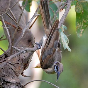 Little friarbird