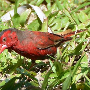 Crimson finch