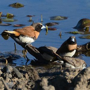 Chestnut-breasted manikins