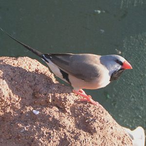 Long-tailed finch