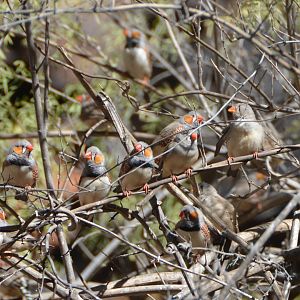 Zebra finches