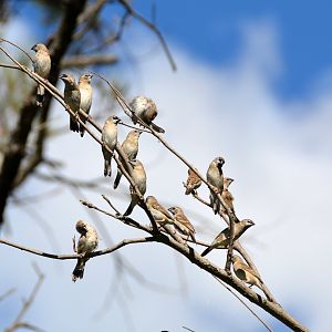 Plum-headed finches