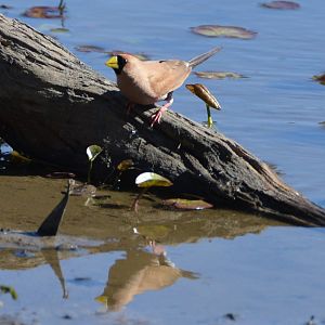 Masked finch