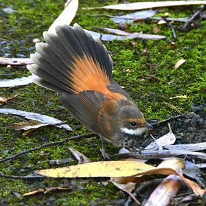 Rufous-tailed  fantail flycatcher