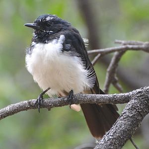 Willie wagtail