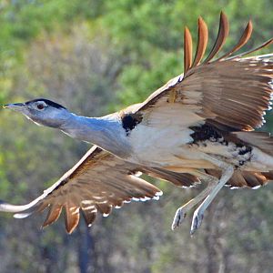 Australian bustard