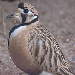 Inland dotterel