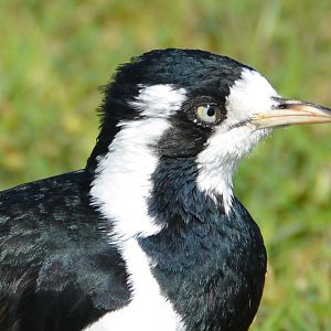 Female mudlark