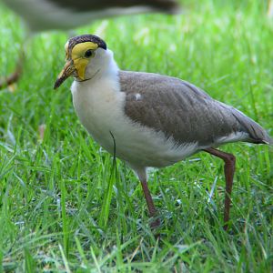 Masked lapwing.  Northern race.