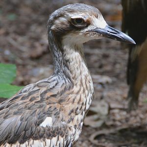 Brush stone-curlew